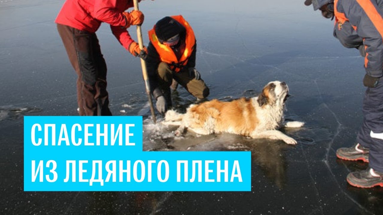 В Забайкальском крае спасли собаку, которая вмерзла в лед озера Кенон задними лапами и хвостом