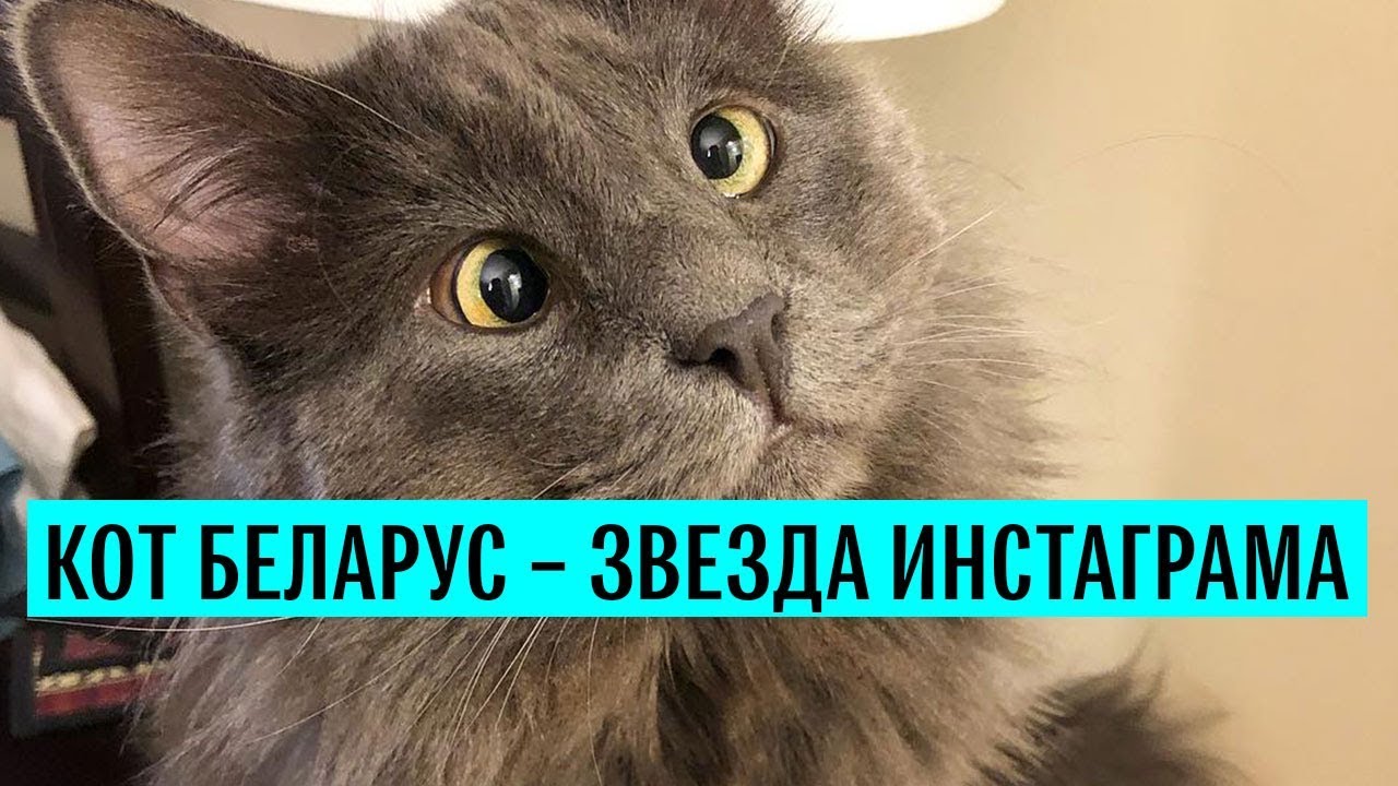 Косоглазый кот Беларус