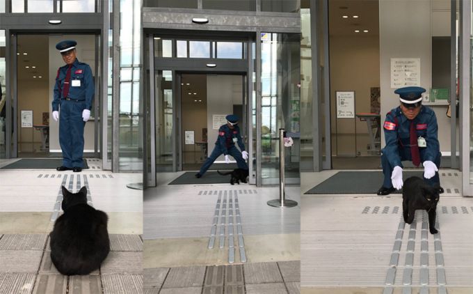 Коты пробуют попасть в художественный музей
