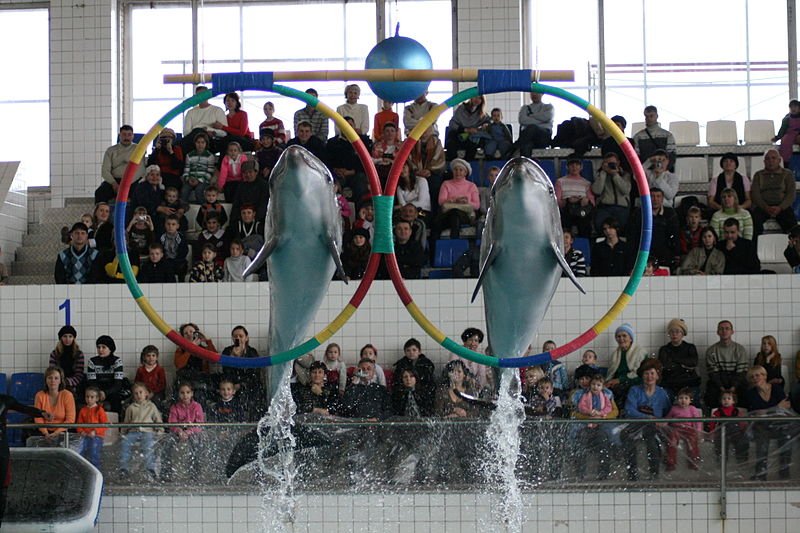Дельфины любят смотреть «Спанч Боба» — Ученые