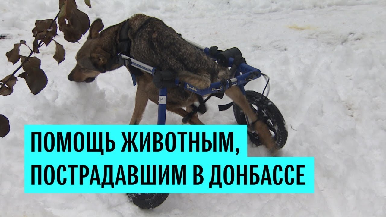 Помощь животным, пострадавшим в Донбассе