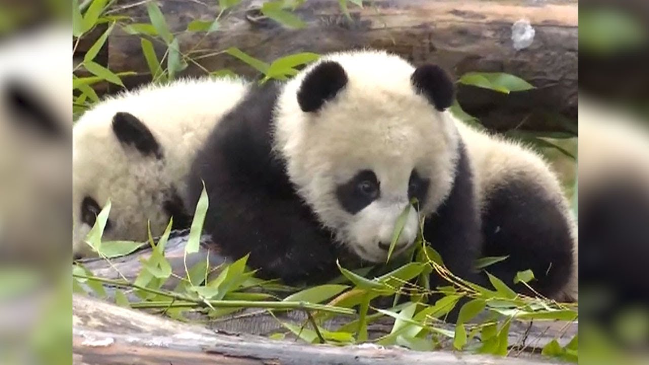 В Китае показали публике панд-близнецов