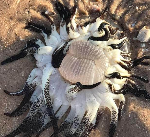 Морское «чудовище» с десятками щупалец озадачило ученых