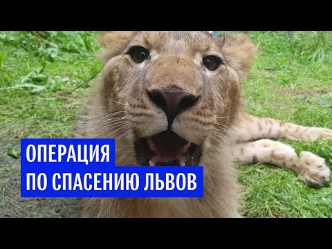 Операция по спасению львов