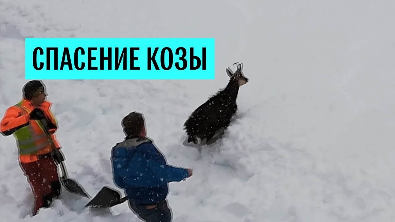 Железнодорожники в Австрии спасли дикую козу из снежного плена
