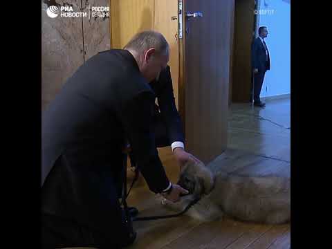 Вучич подарил Путину собаку