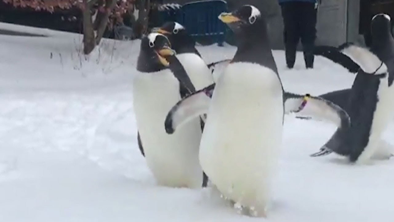 Пингвины радуются снегу в зоопарке Питтсбурга