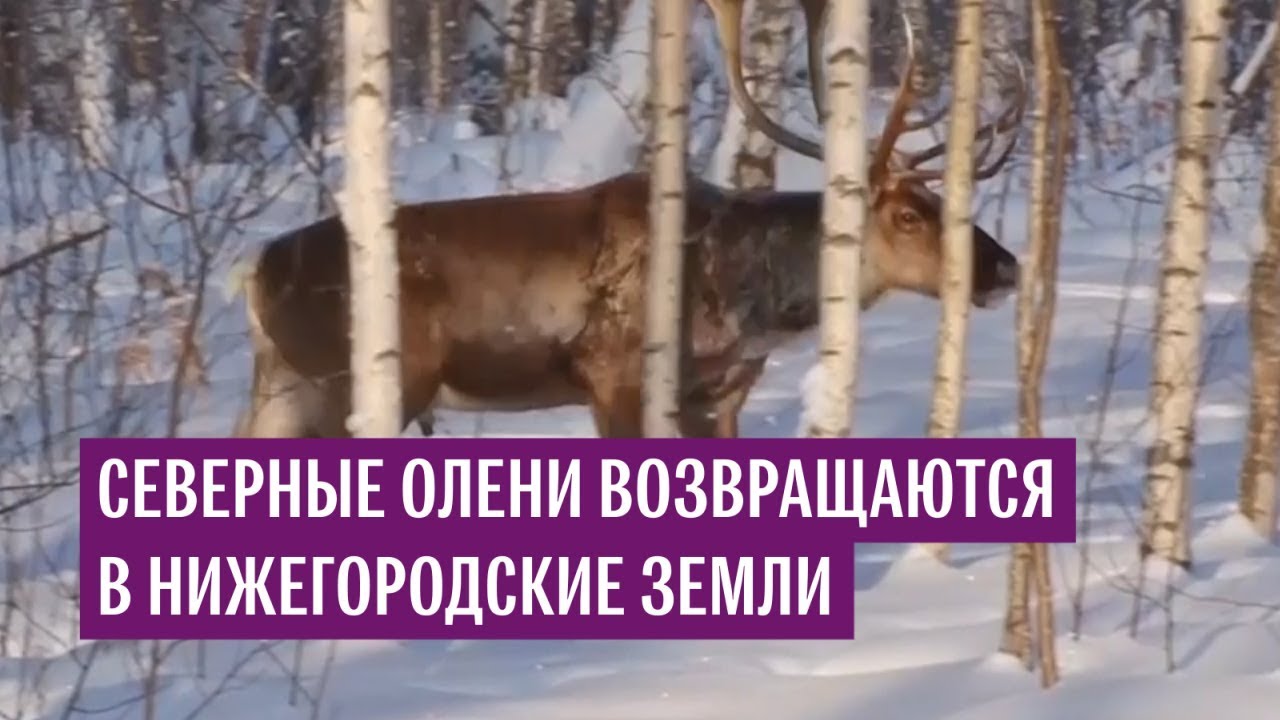 Северные олени возвращаются в Нижегородские земли