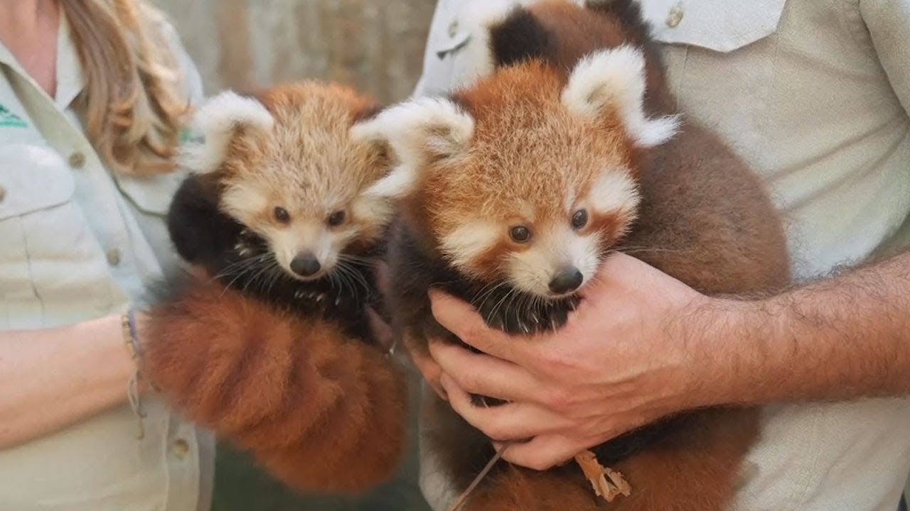 Три детеныша редкой красной панды родились в Сиднее