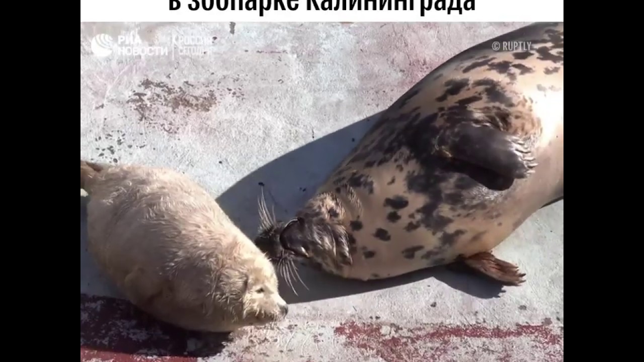 Тройное пополнение в зоопарке Калининграда