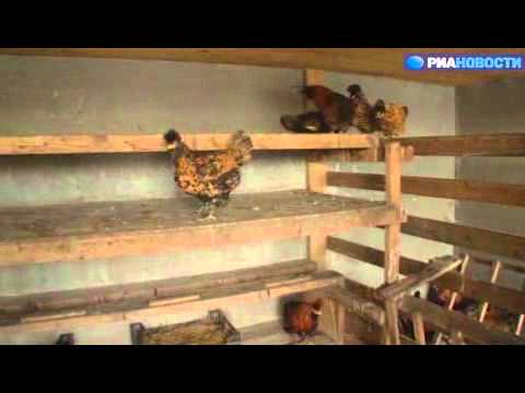 Российский птицевод о преимуществах фермерских кур