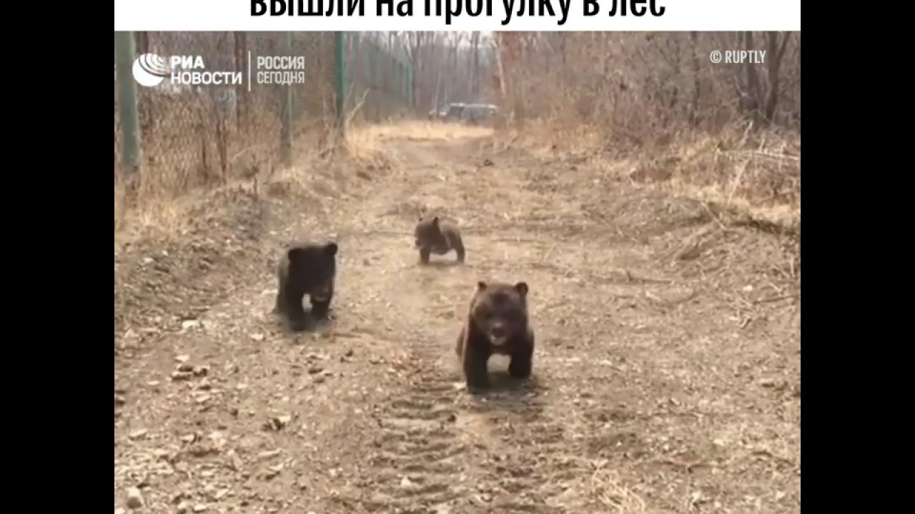 Трое медвежат в Приморье впервые вышли погулять на опушке в лесу