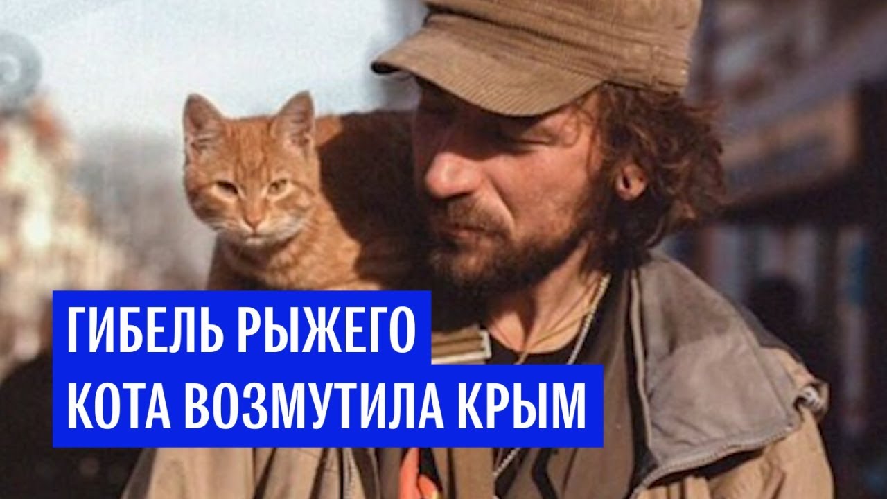 Гибель рыжего кота возмутила Крым