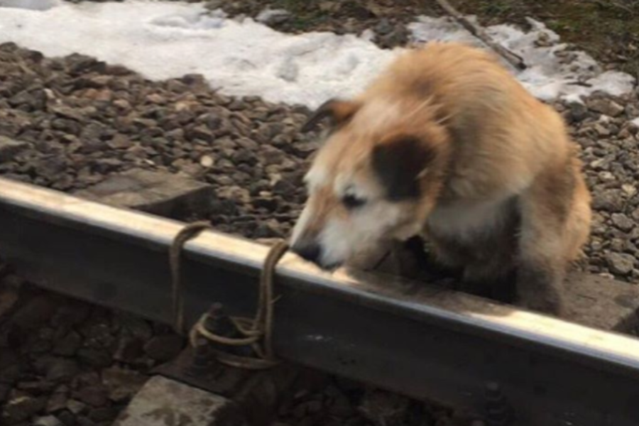 В Ленинградской области машинист поезда спас привязанную к рельсам собаку