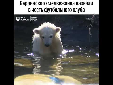 Белого медвежонка из берлинского зоопарка назвали в честь ФК "Герта"