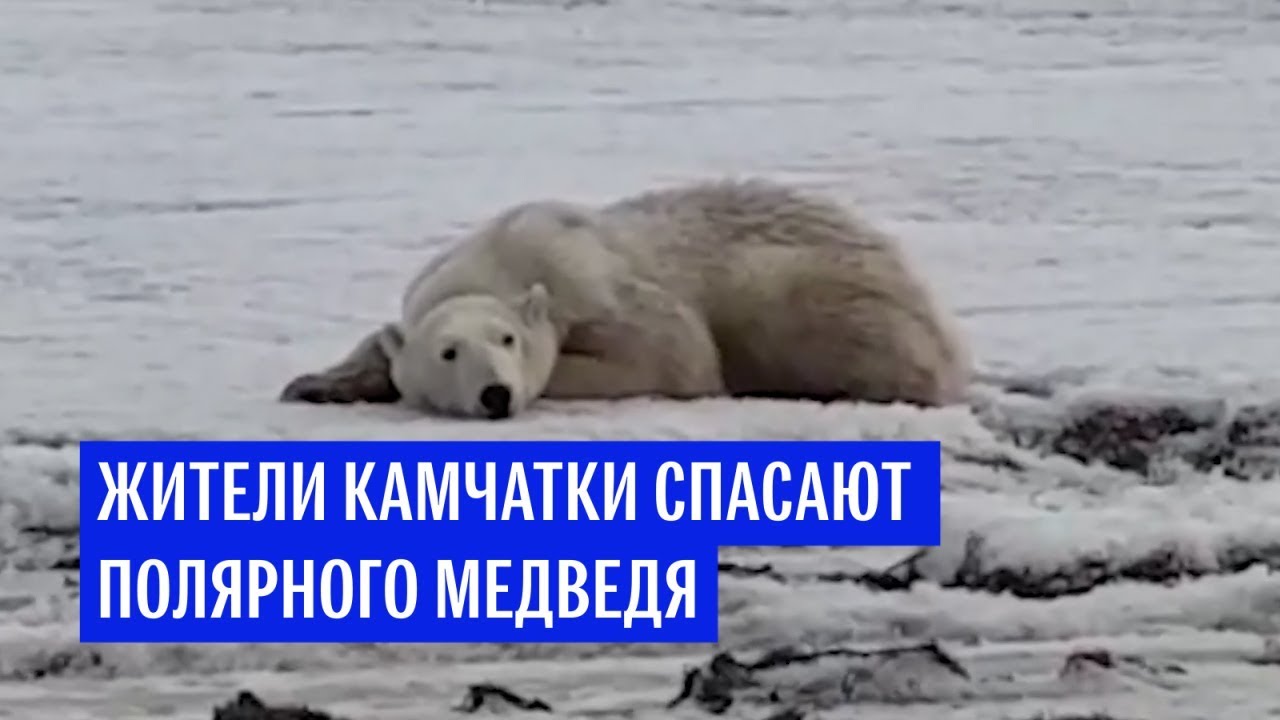 Жители Камчатки спасают полярного медведя