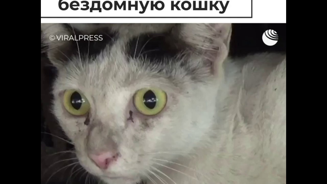 В Таиланде спасли бездомную кошку