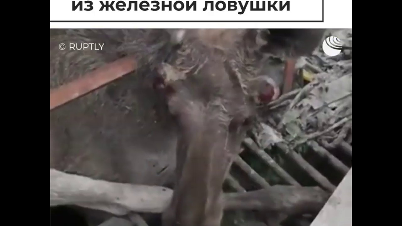 Лося спасли из железной ловушки