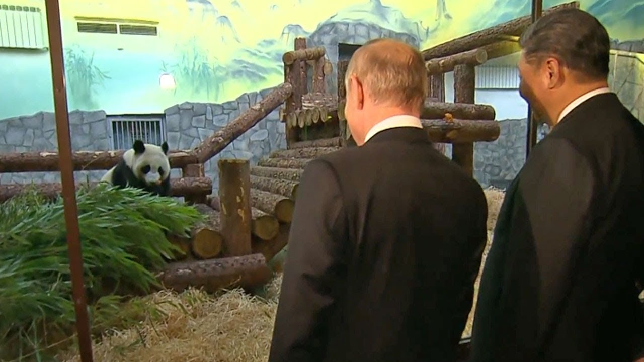 Путин и Си Цзиньпин посетили павильон для панд в Московском зоопарке