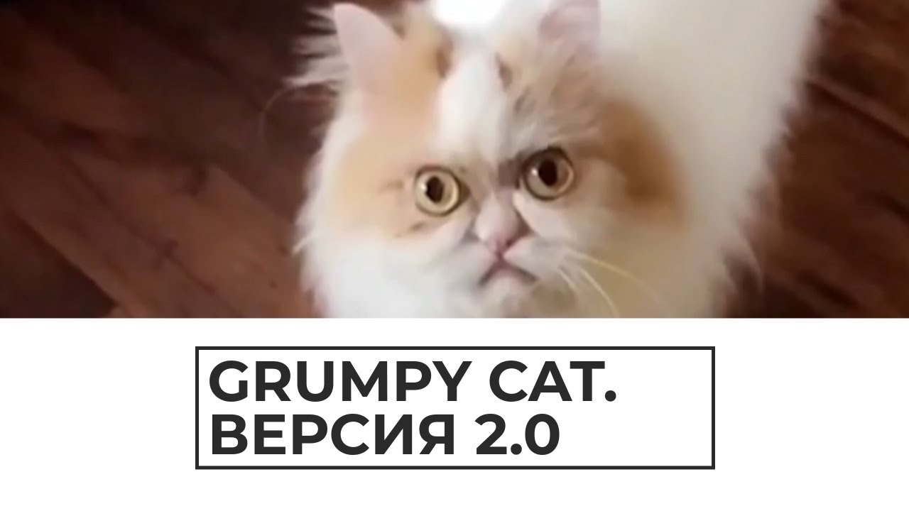 Grumpy cat. Версия 2.0