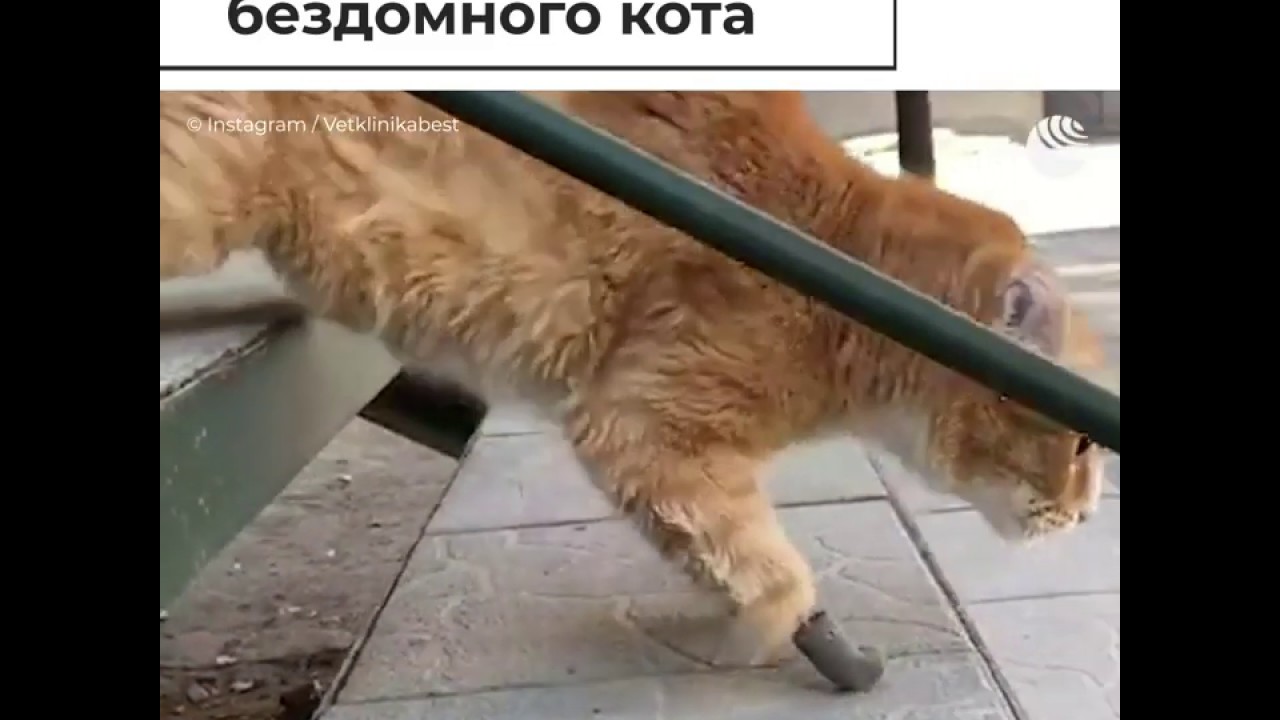 Протезы для бездомного кота