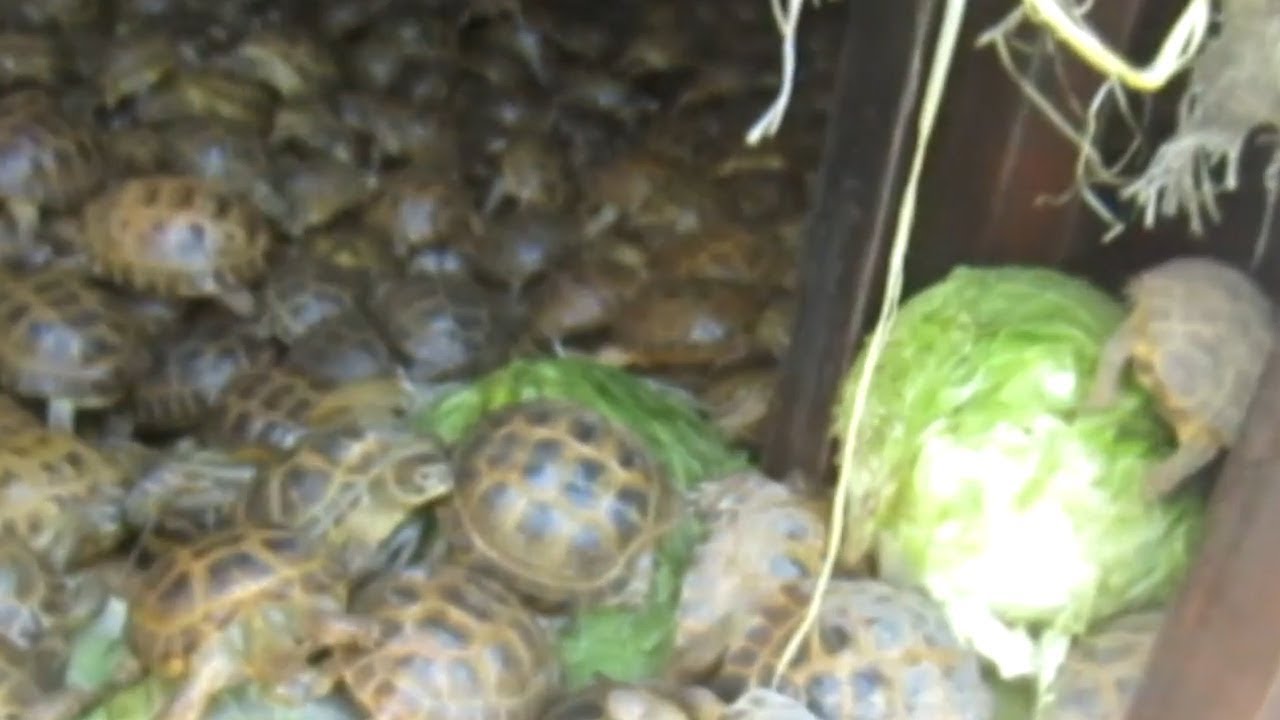 Нашли в капусте: черепах незаконно ввезли в Россию