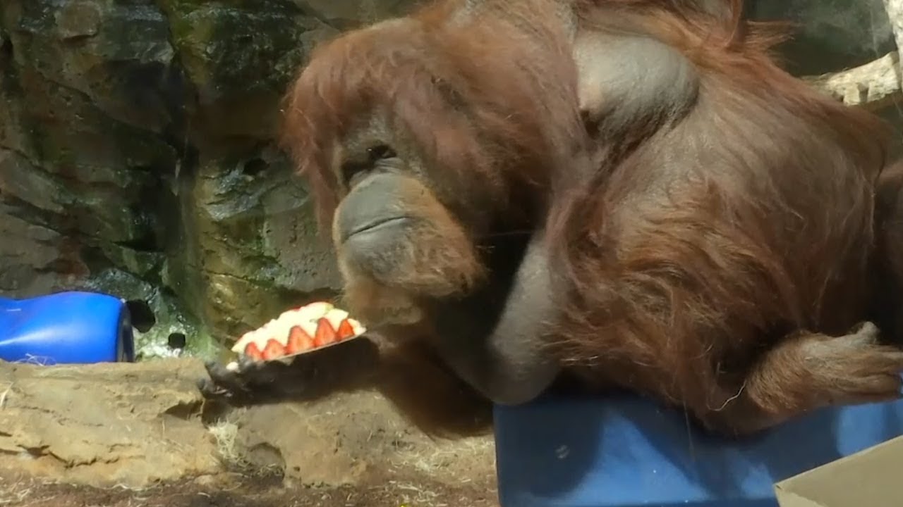 В парижском зоопарке орангутан отметил свое 50-летие