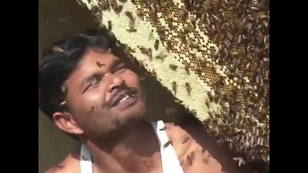 Шокирующие фокусы индийских пчеловодов