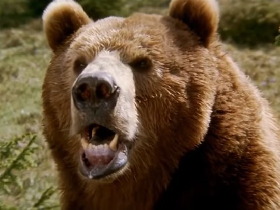 Гражданин Тувы не растерялся и укусил за язык напавшего на него медведя