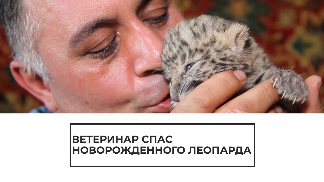 Спасение новорожденного леопарда