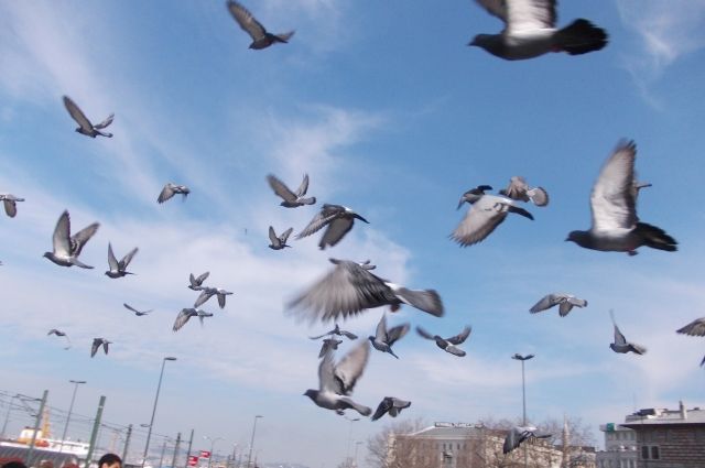 Власти Магадана ввели штраф за кормление голубей