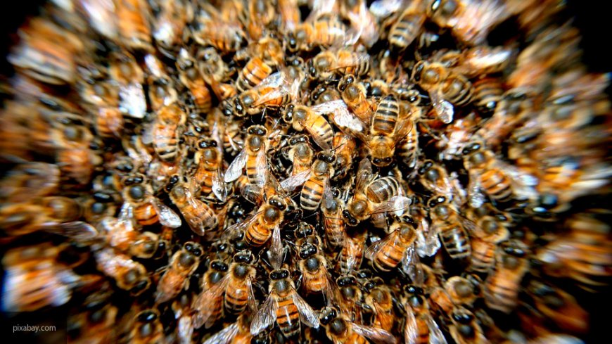 Кто виноват — Массовая смерть пчел