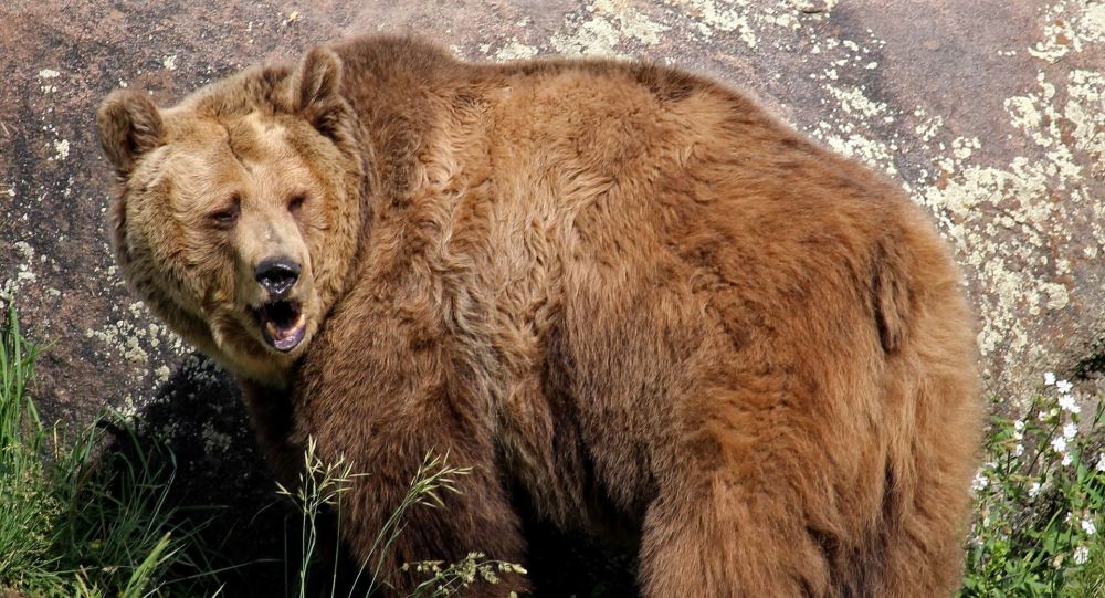 В Канаде медведь загрыз французского композитора — чудовищная смерть