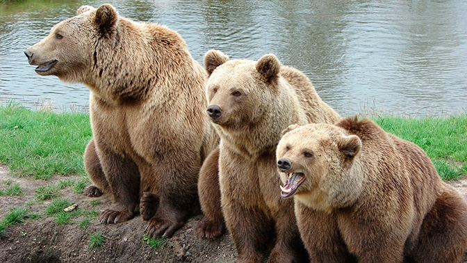 На Камчатке 70 голодных медведей перекрыли туристическую тропу