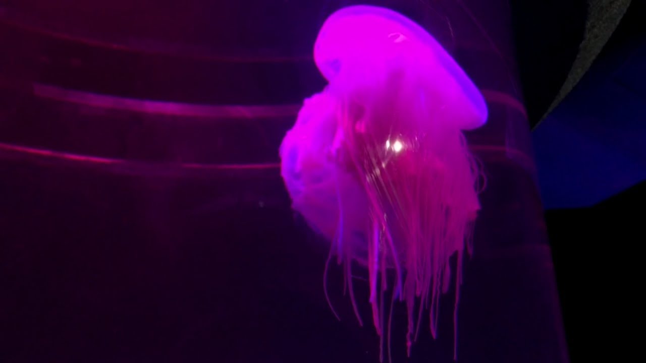 Редкая розовая медуза в Кейптаунском аквариуме