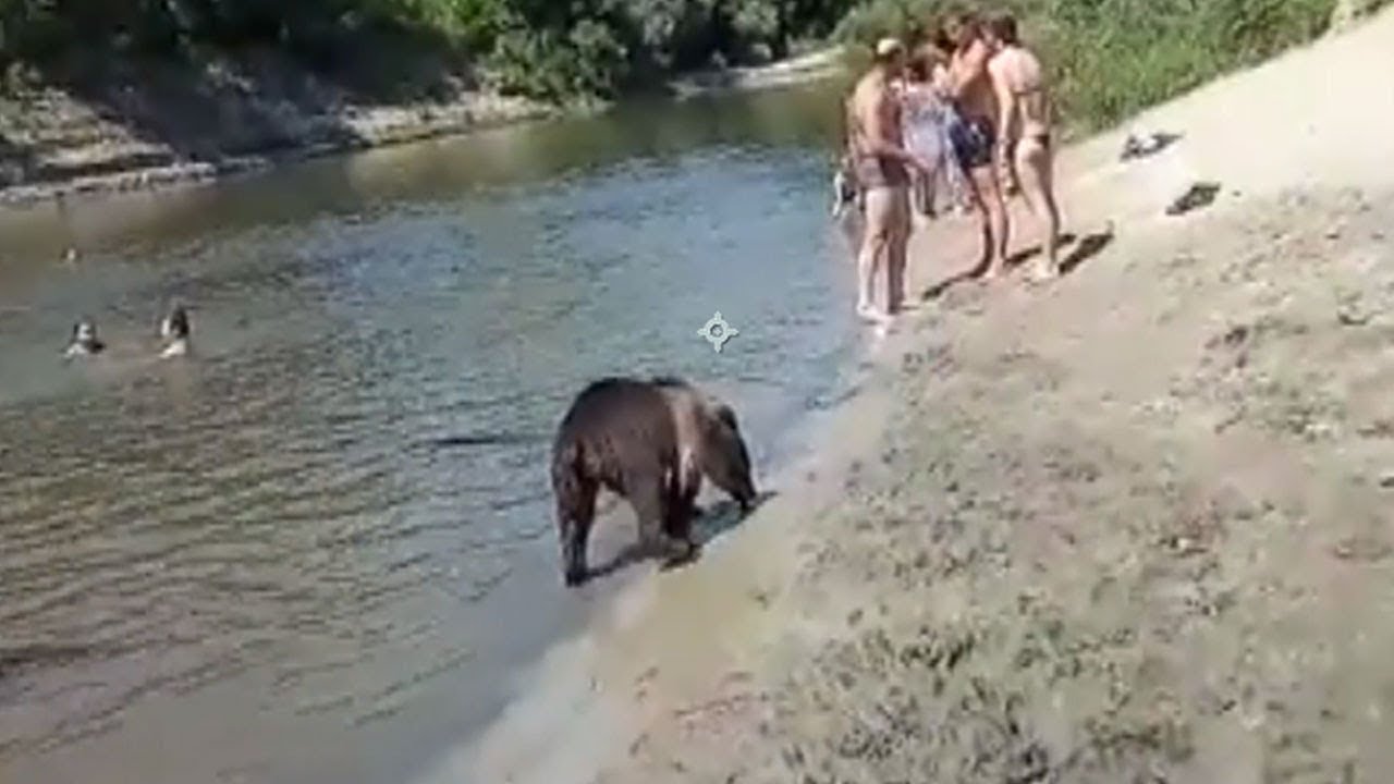 На пляже Урюпинска искупали медведя