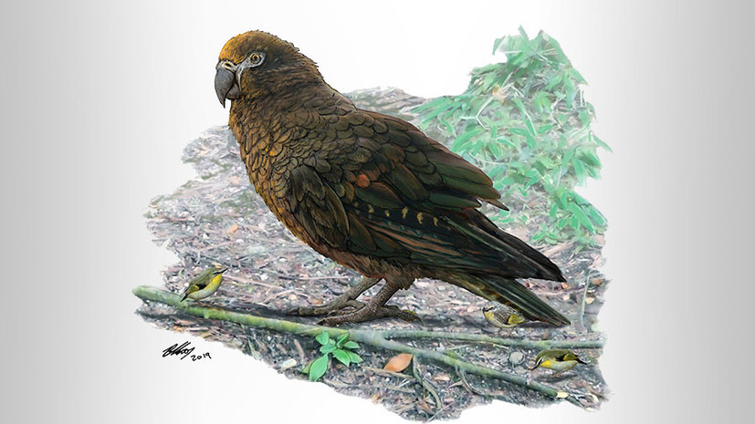 Найдены останки крупнейшего попугая в истории