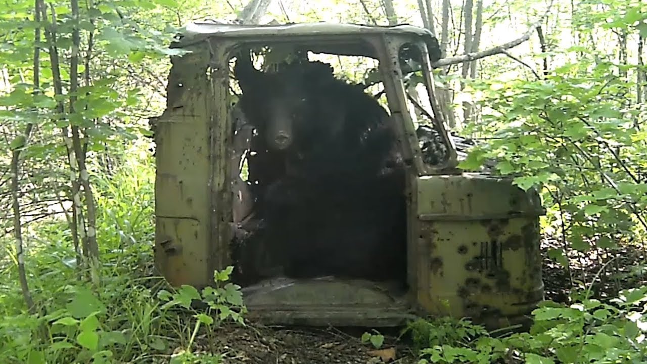 Кабина ГАЗ-66 стала "теремком" для лесных животных