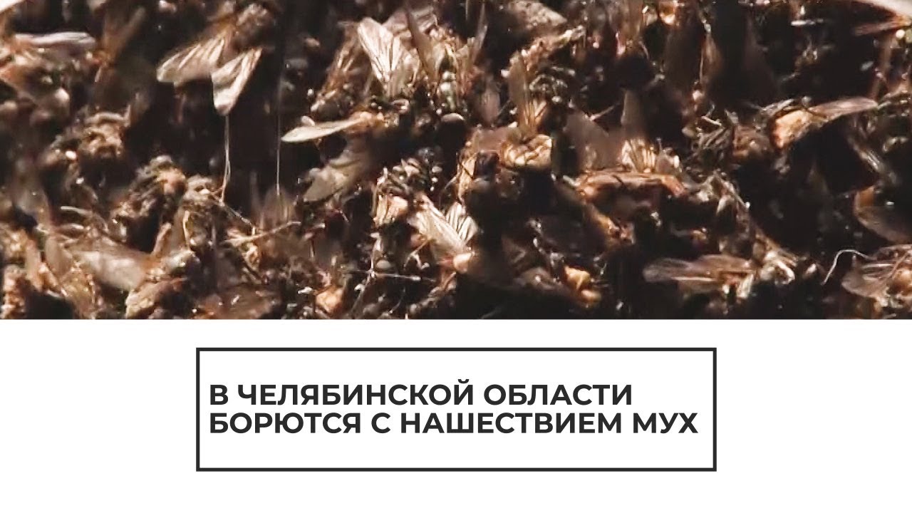В Челябинской области борются с нашествием мух