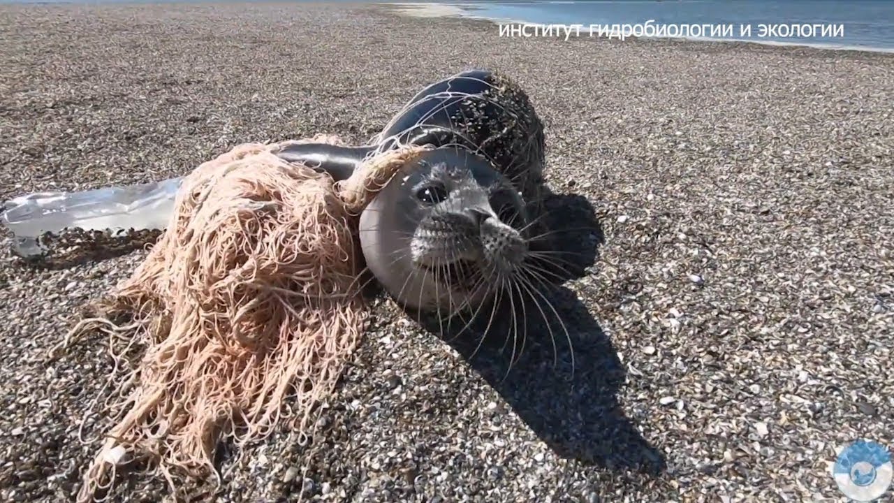 В Казахстане в акватории Каспийского моря удалось спасти тюленей, запутавшихся в сетях