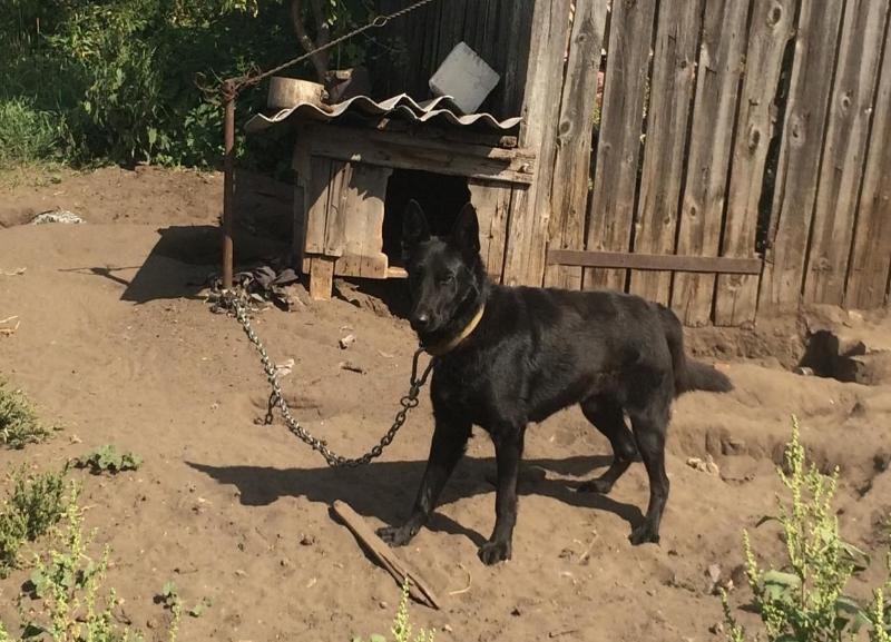 Годовалого ребенка в Волгоградской области загрызла соседская собачка на привязи