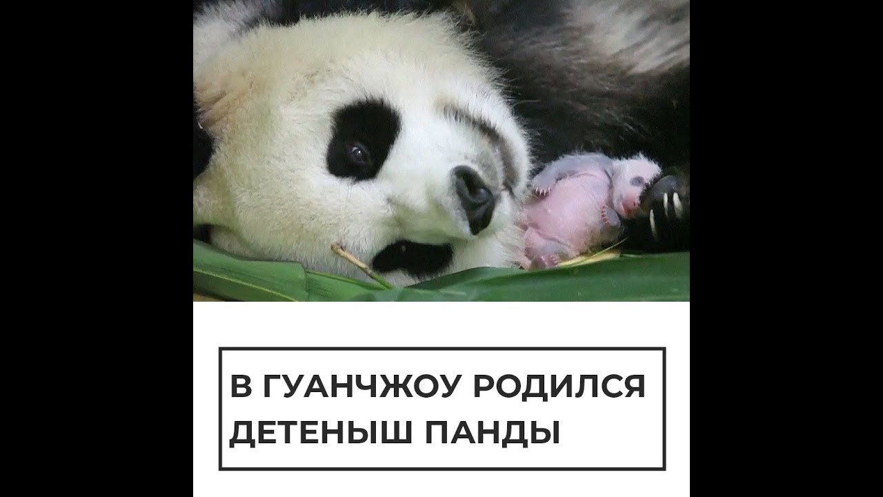 В Гуанчжоу большая панда "Мэйцин" родила детеныша
