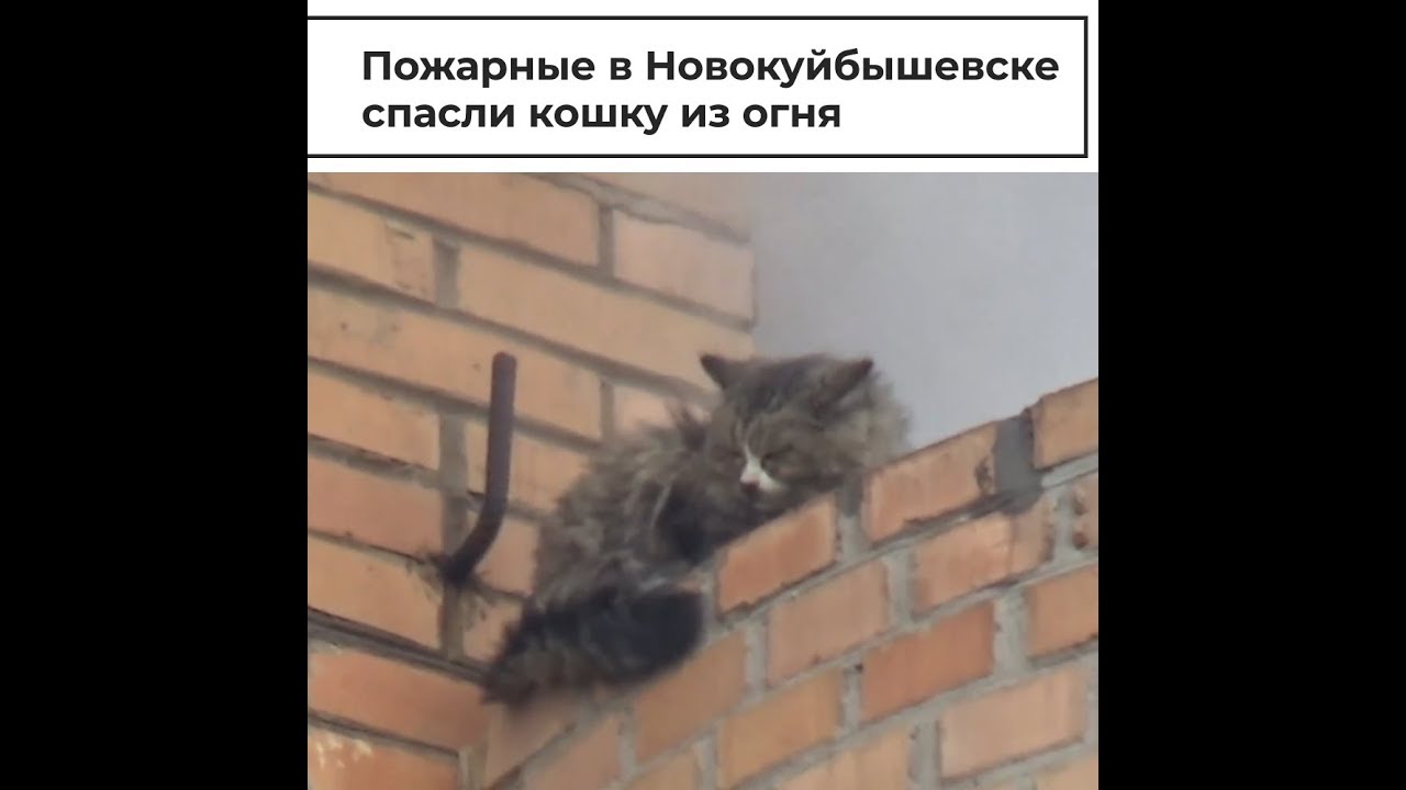 Пожарные в Новокуйбышевске спасли кошку из огня