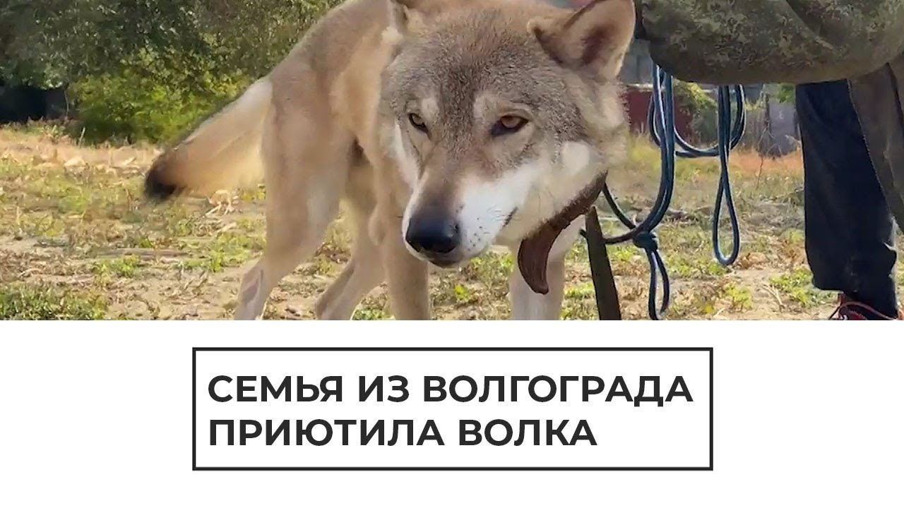 Семья из Волгограда приютила волка