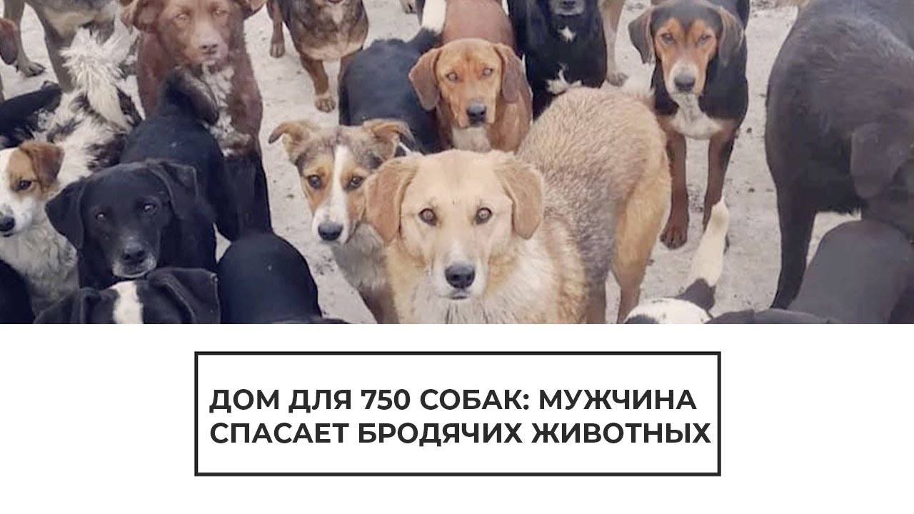 Дом для 750 собак: мужчина спасает бродячих животных