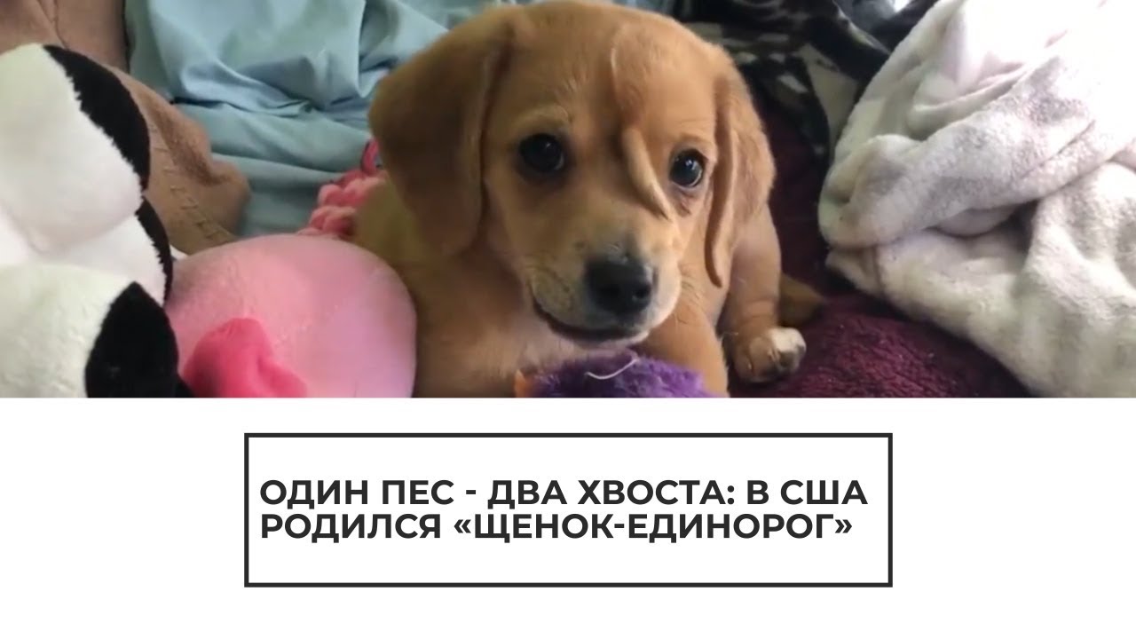 Щенок единорог