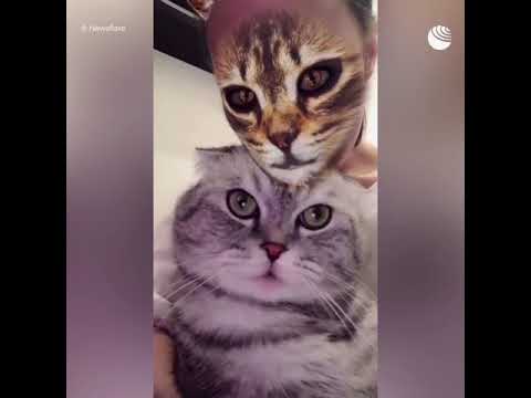 Реакция котов на преображение хозяев