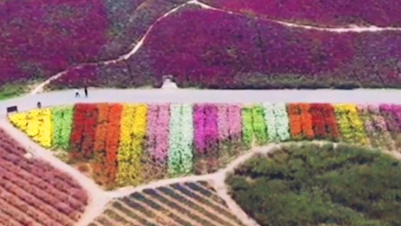 Осень в Китае: буйство красок в цветочном парке