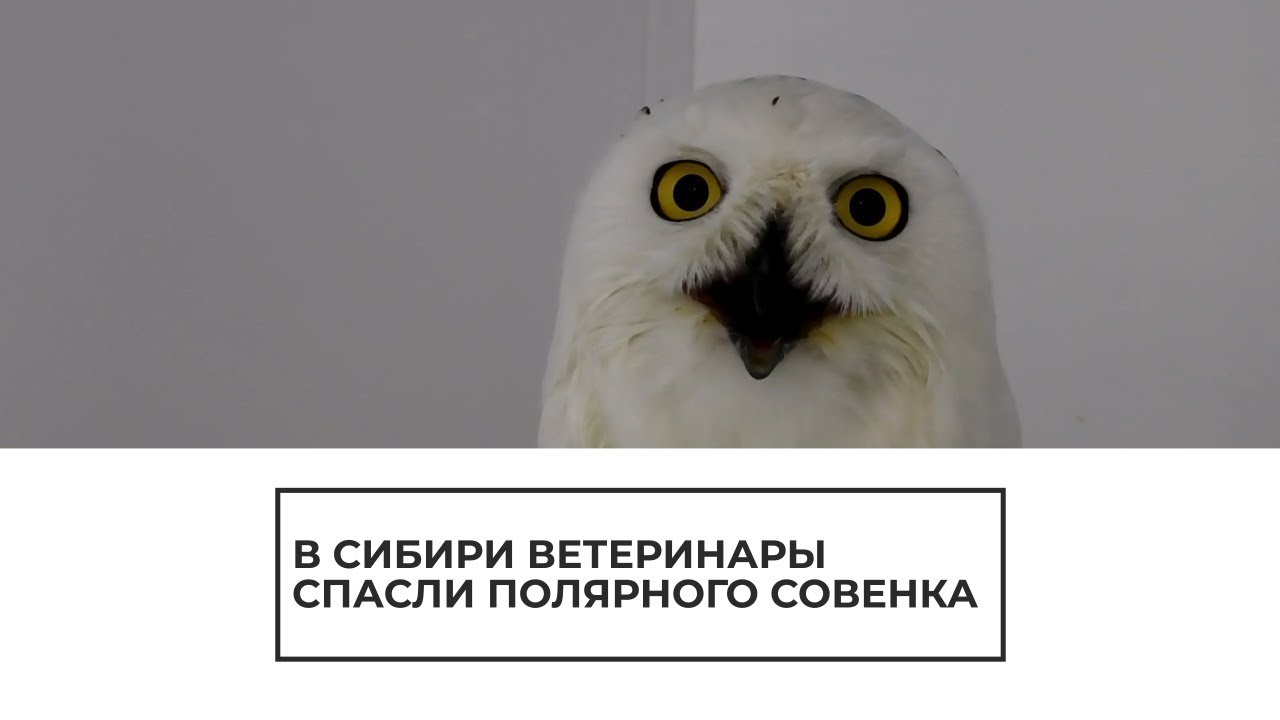 В Сибири спасли белую полярную сову