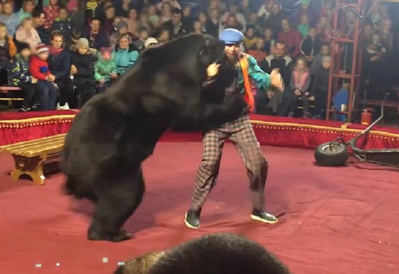 Медведь напал на дрессировщика во время циркового представления в Карелии